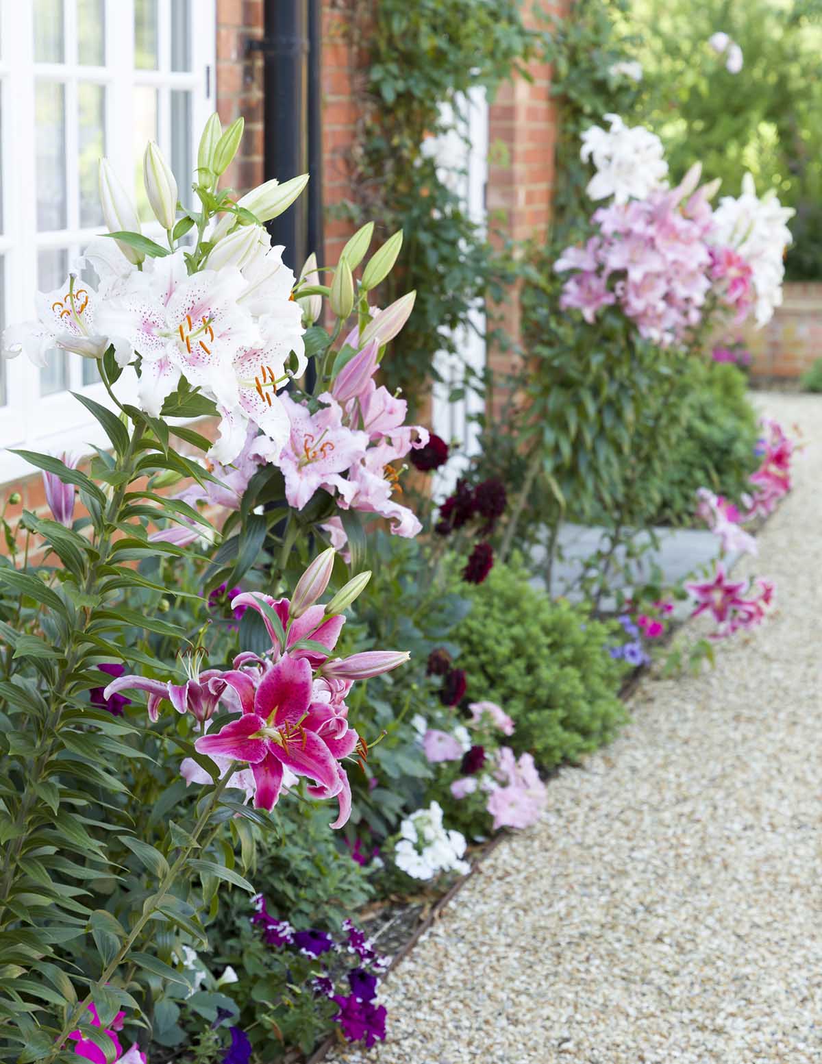 lily flower garden Oriental Lily Bulb Mix