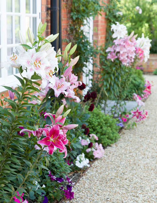 Oriental Lily Bulb Mix