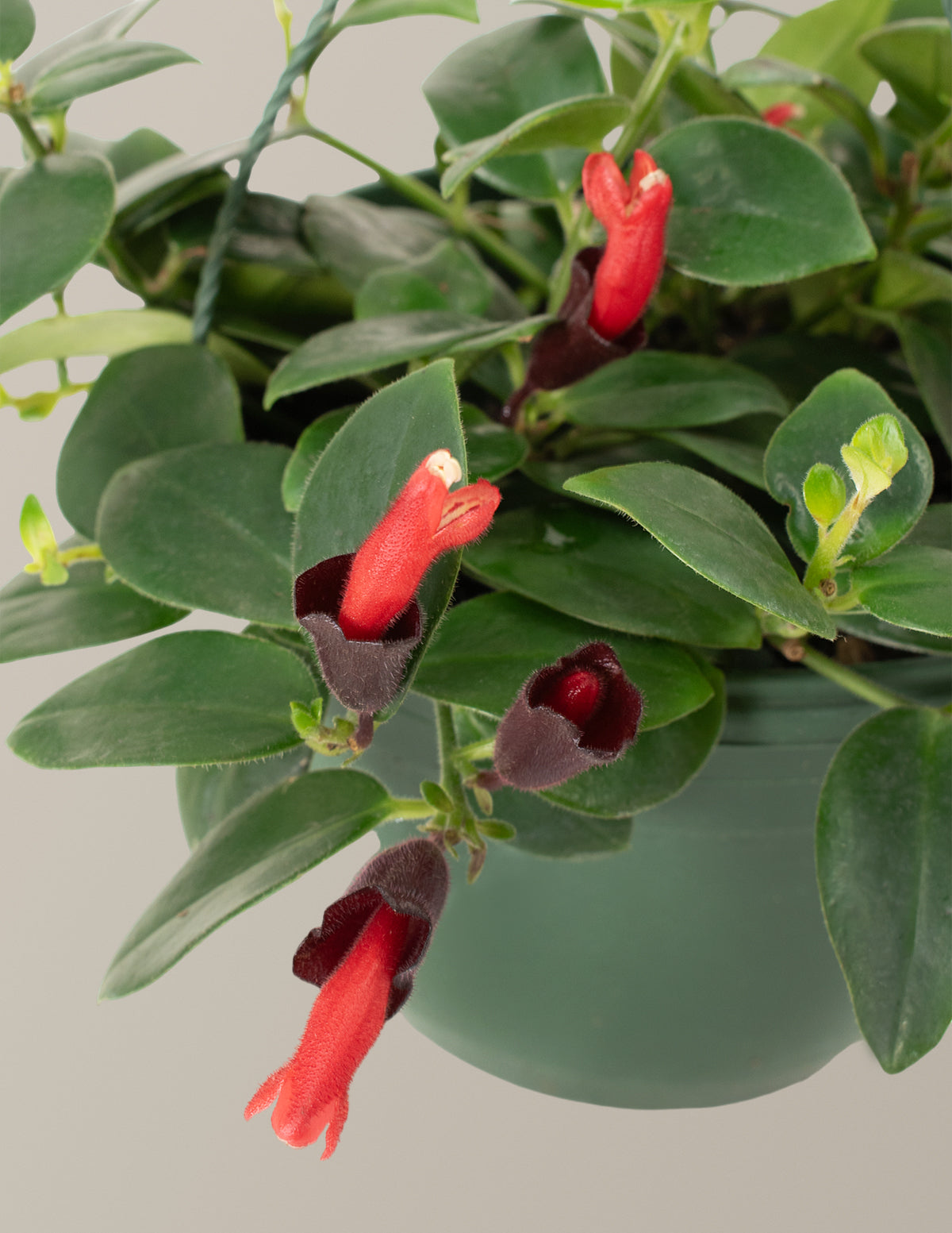lipstick hanging plant Lipstick Plant | Easy, Beginner-Friendly Houseplants