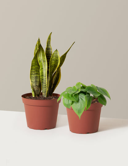 two potted plants Living Room Duo