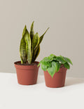 bundle | Medium | Grow Pot