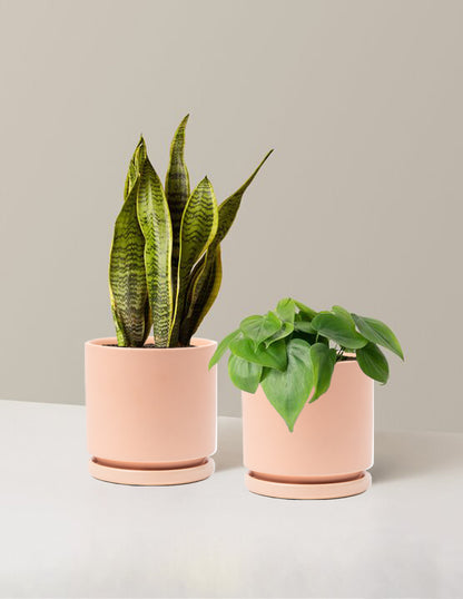 living room plant pots indoor Living Room Duo Houseplants with Planter - Medium (tall) Blush Planters