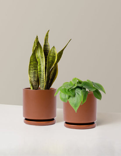 medium size pot plants Living Room Duo Houseplants with Planter - Medium (tall) Blush Planters