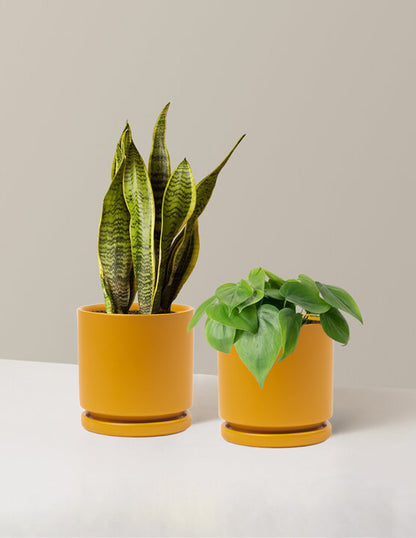 mustard indoor plant pot Living Room Duo Houseplants with Planter - Medium (tall) Blush Planters