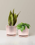 bundle | Medium | Isabella | Rose Gold