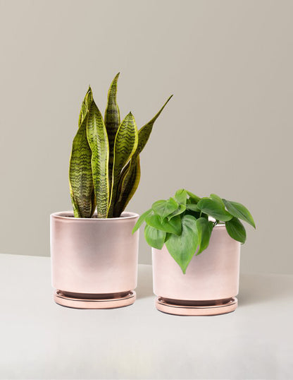 Living Room Duo