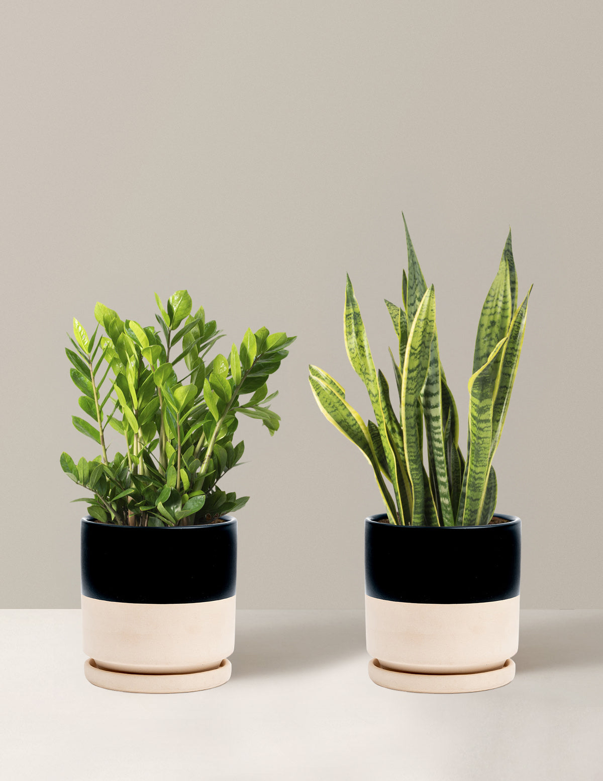 best large indoor plants low light Low-Light Duo Houseplants - Large (tall) Grow Pots