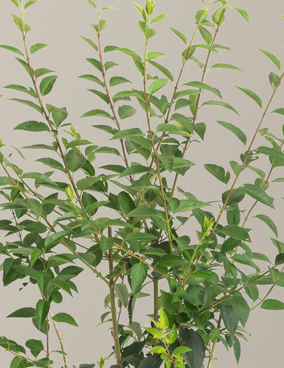Lynwood Gold Forsythia Shrub