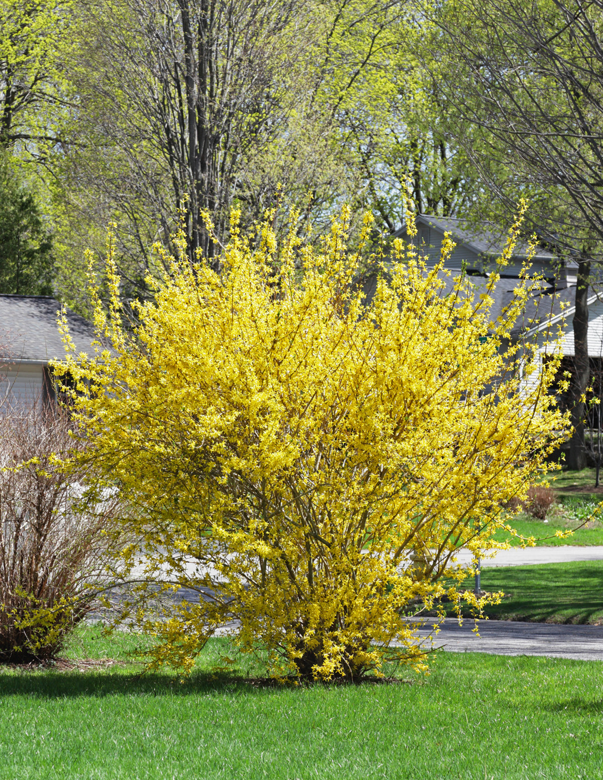 Lynwood Gold Forsythia Shrub