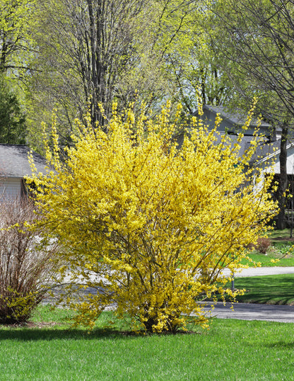 Lynwood Gold Forsythia Shrub