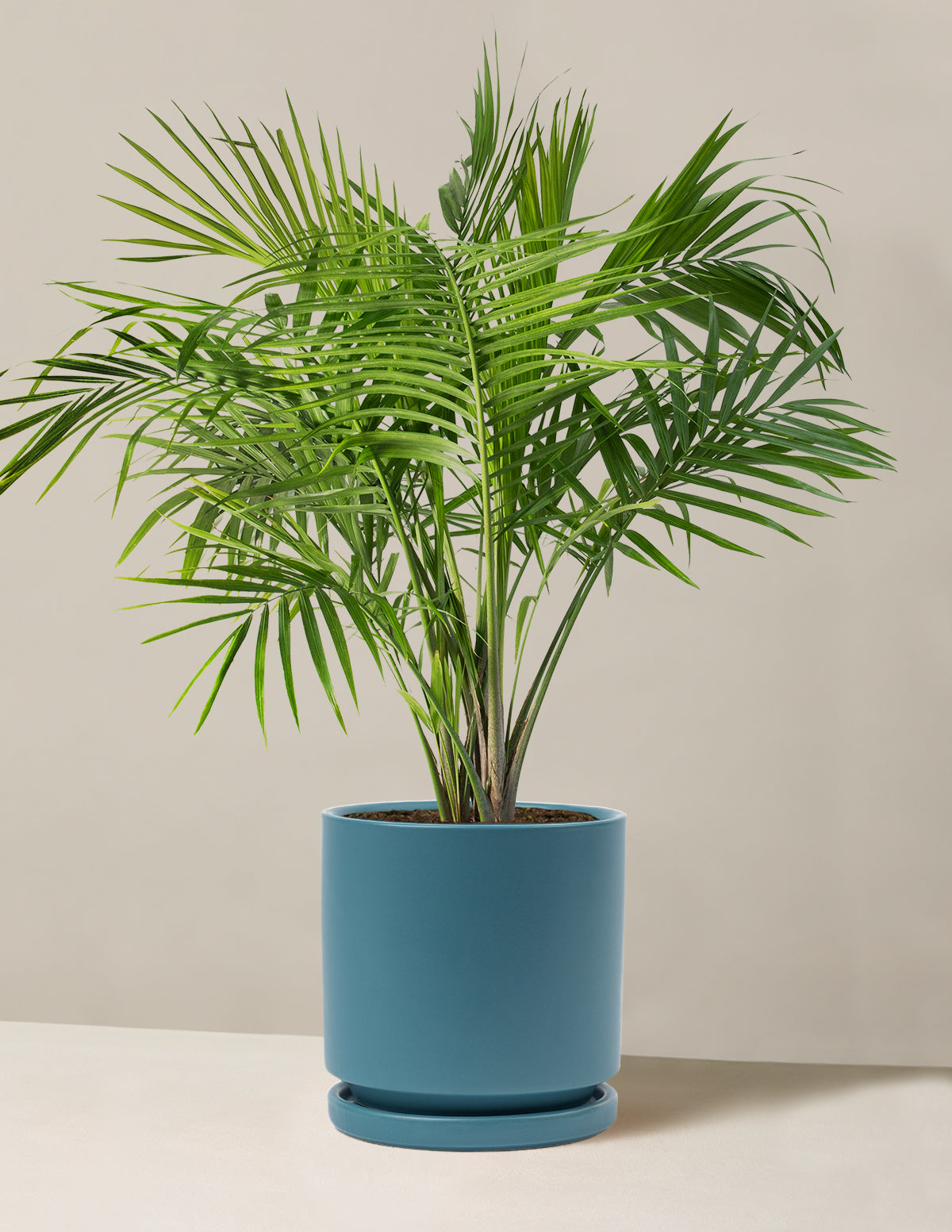 Large Majesty Palm