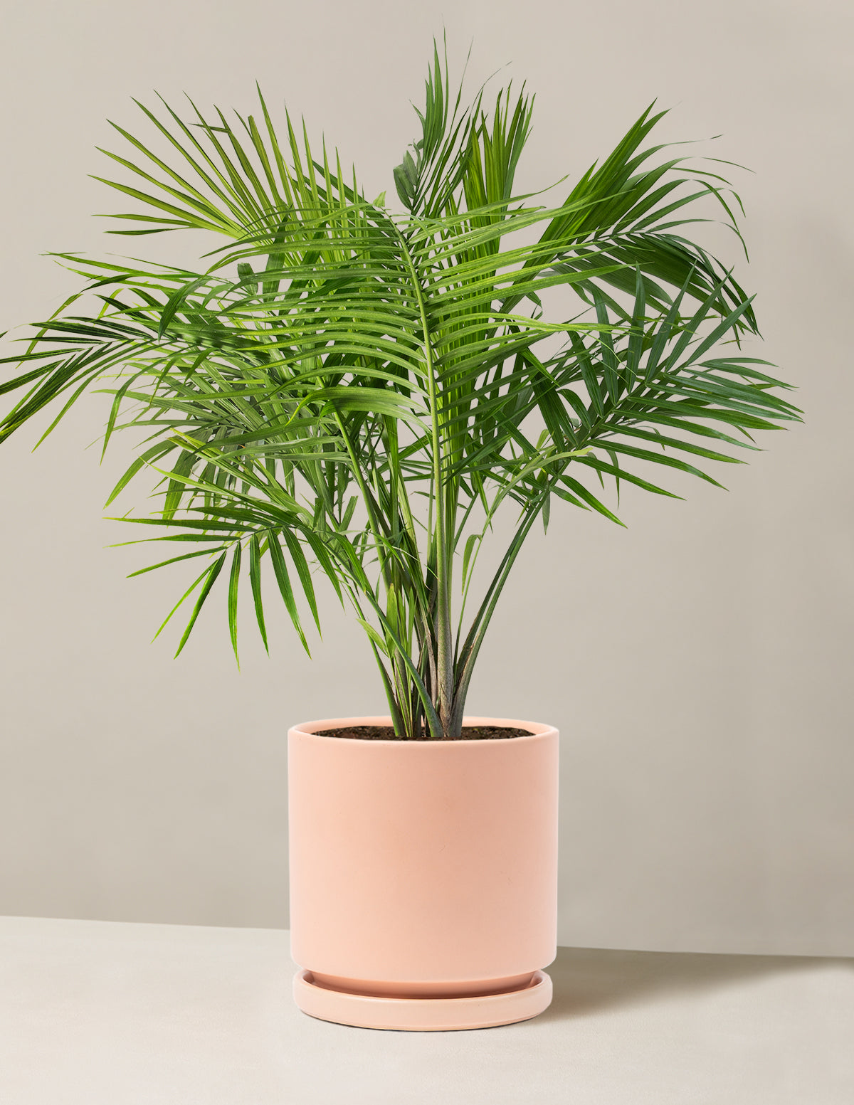 Large Majesty Palm