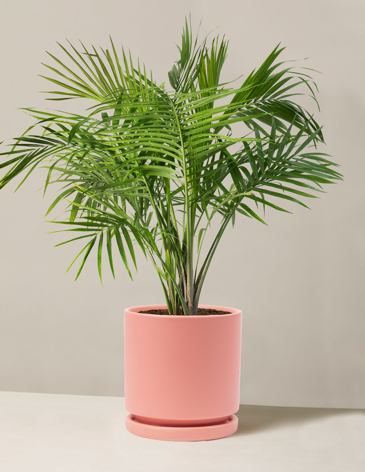 Large Majesty Palm