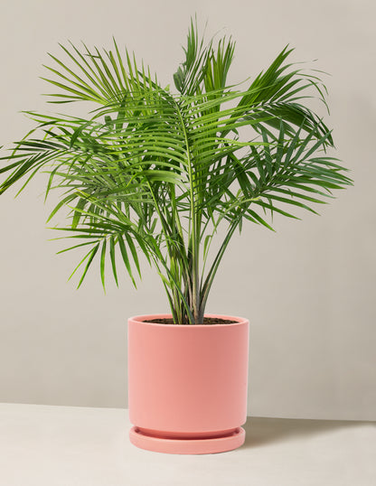 Large Majesty Palm