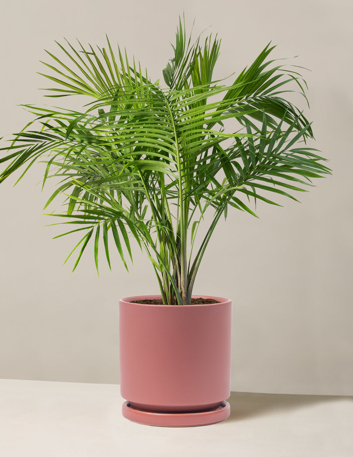 Large Majesty Palm