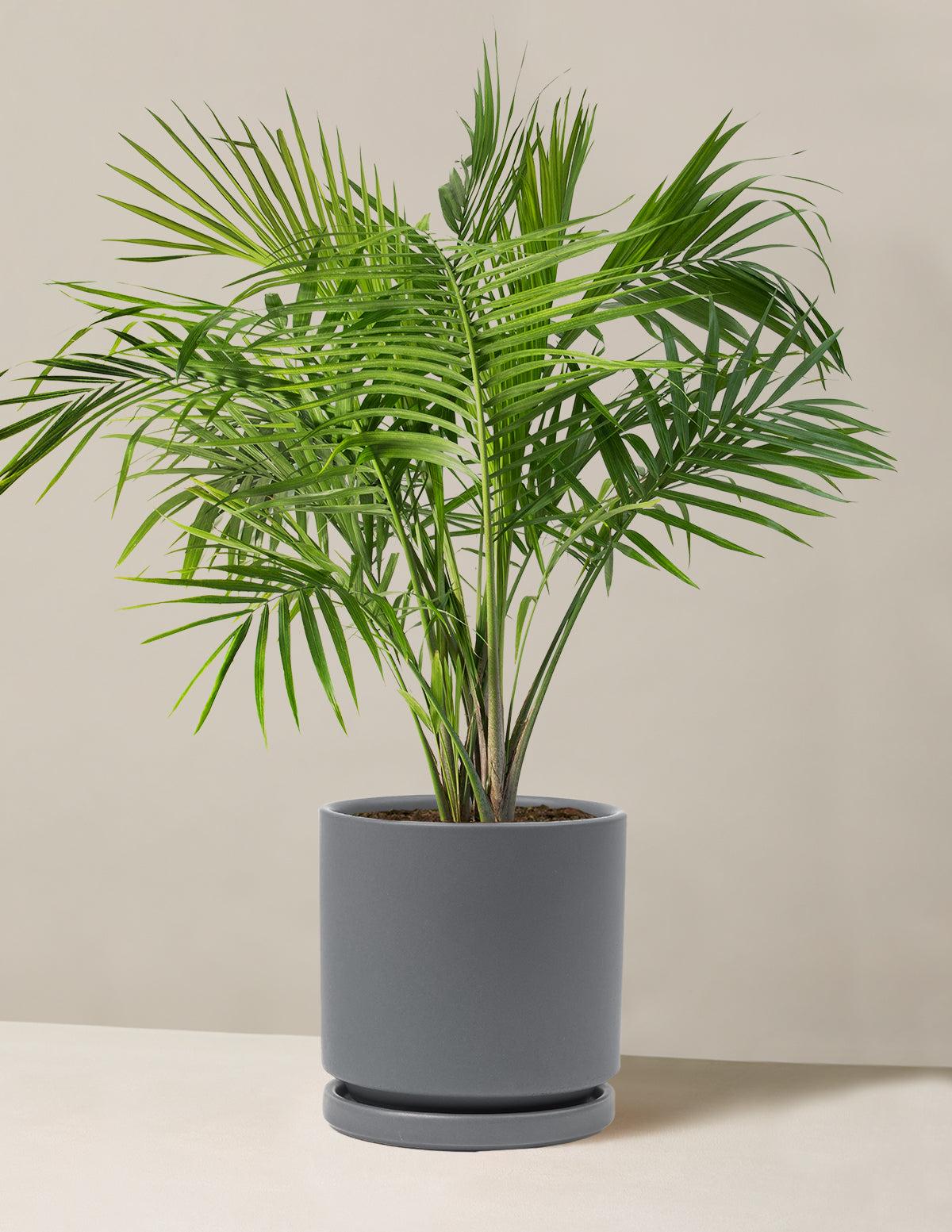 Large Majesty Palm