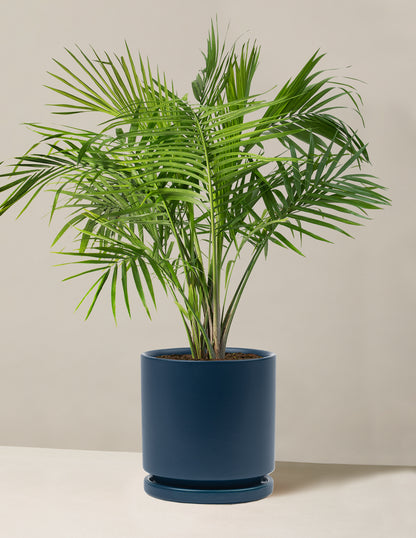Large Majesty Palm