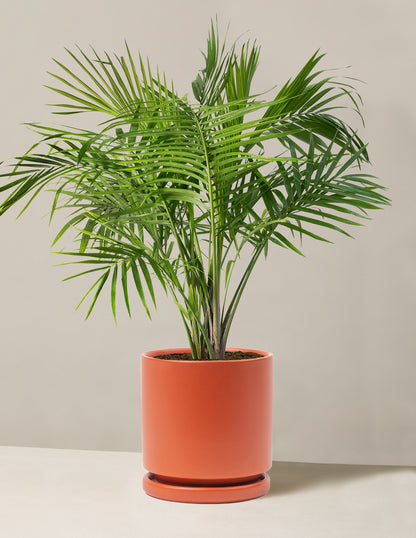 Large Majesty Palm