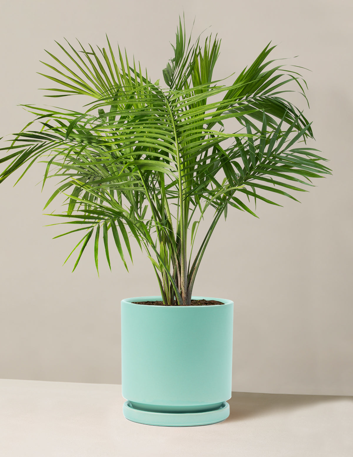 Large Majesty Palm