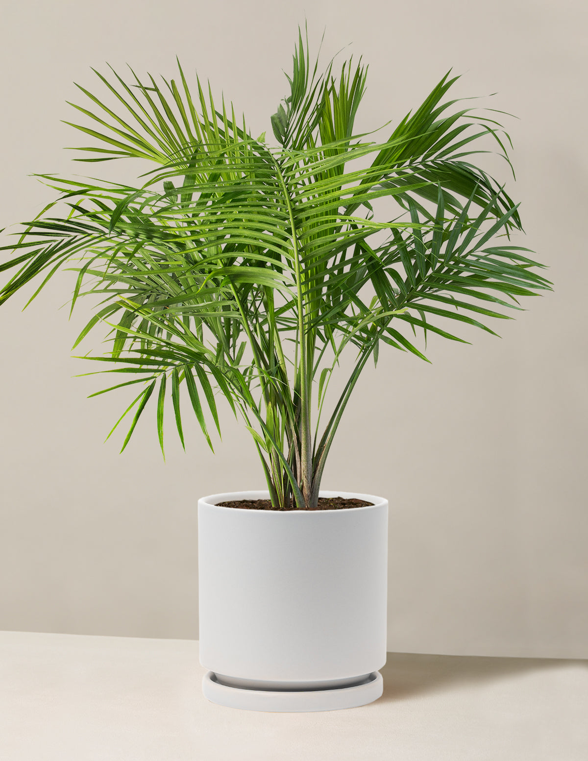 indoor large palm plants Large Majesty Palm Houseplant with Planter - Large (3-4' tall) Black Planter