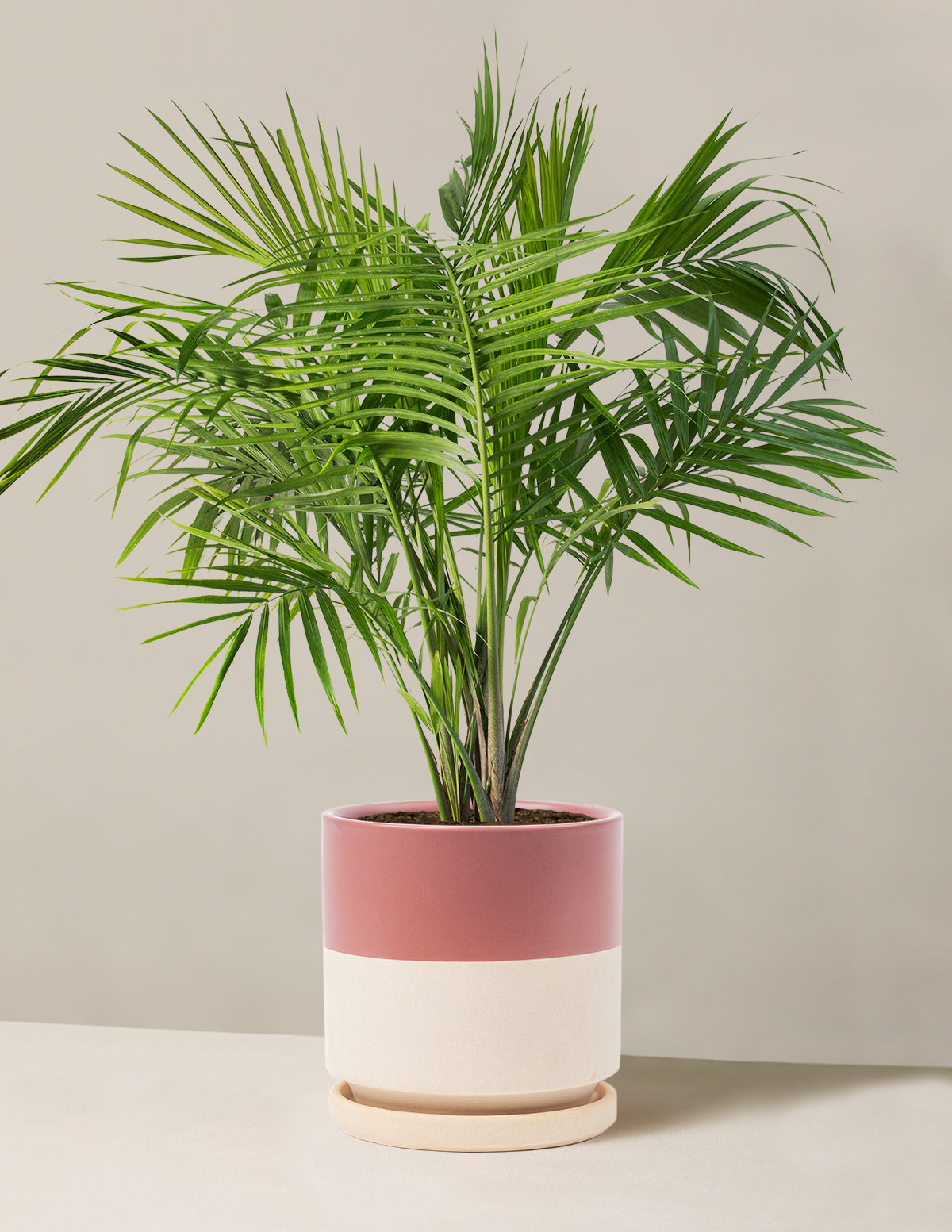 Large Majesty Palm