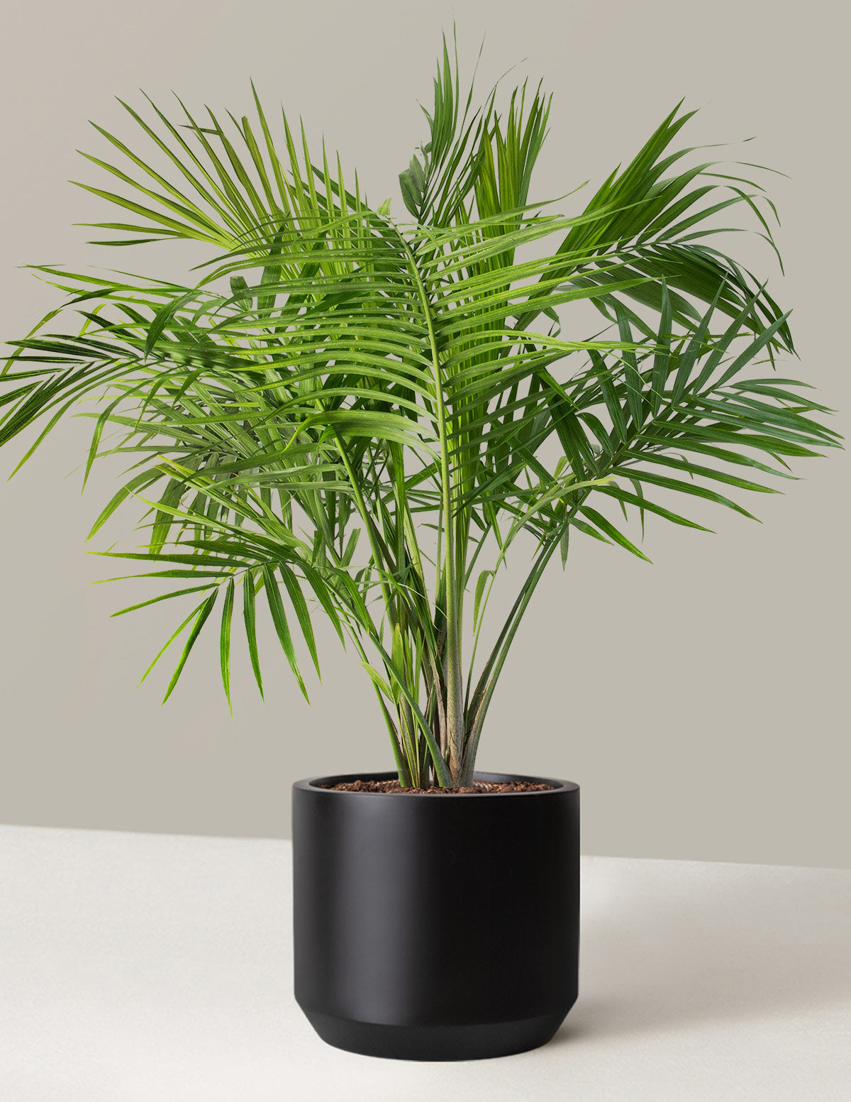 Large Majesty Palm