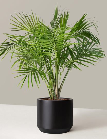 Large Majesty Palm