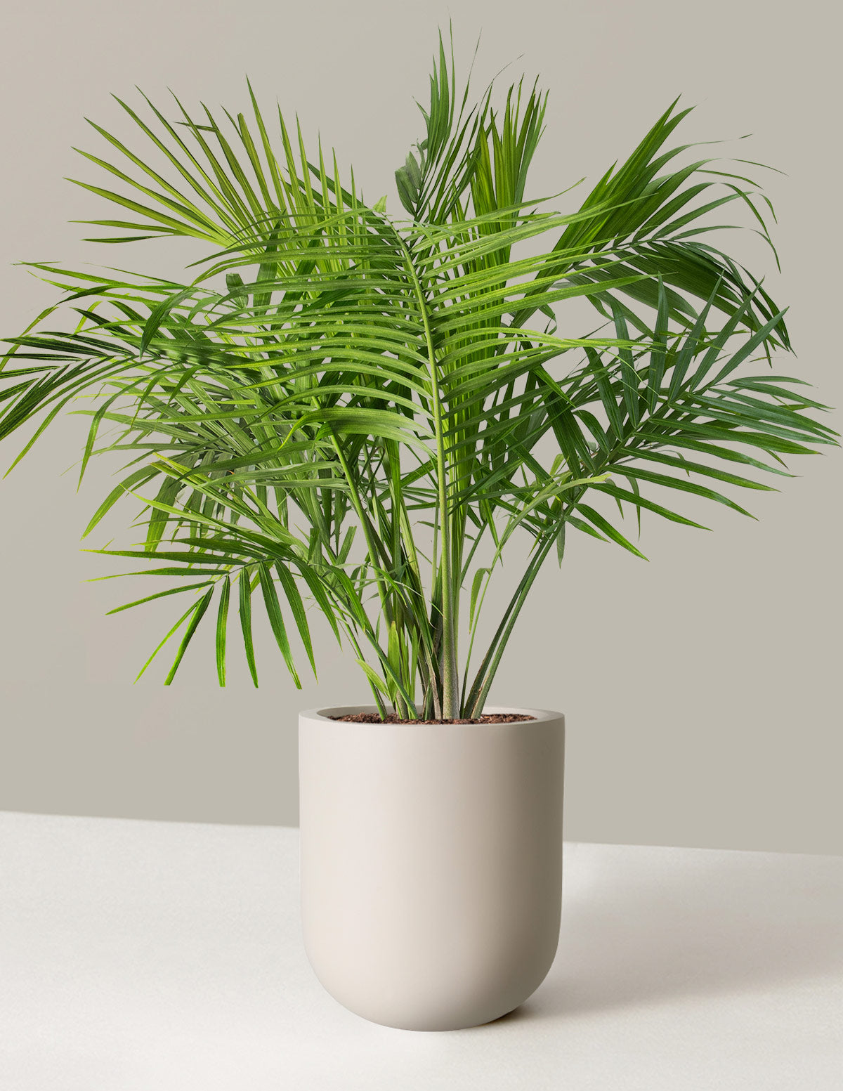 Large Majesty Palm