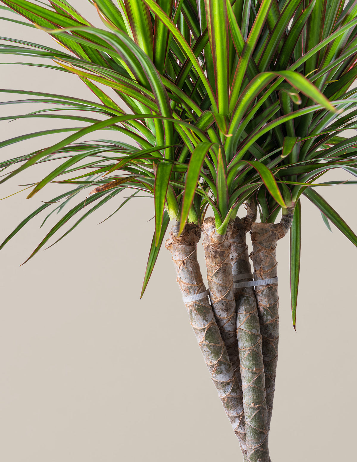dracaena braid plant Dracaena Marginata Braided