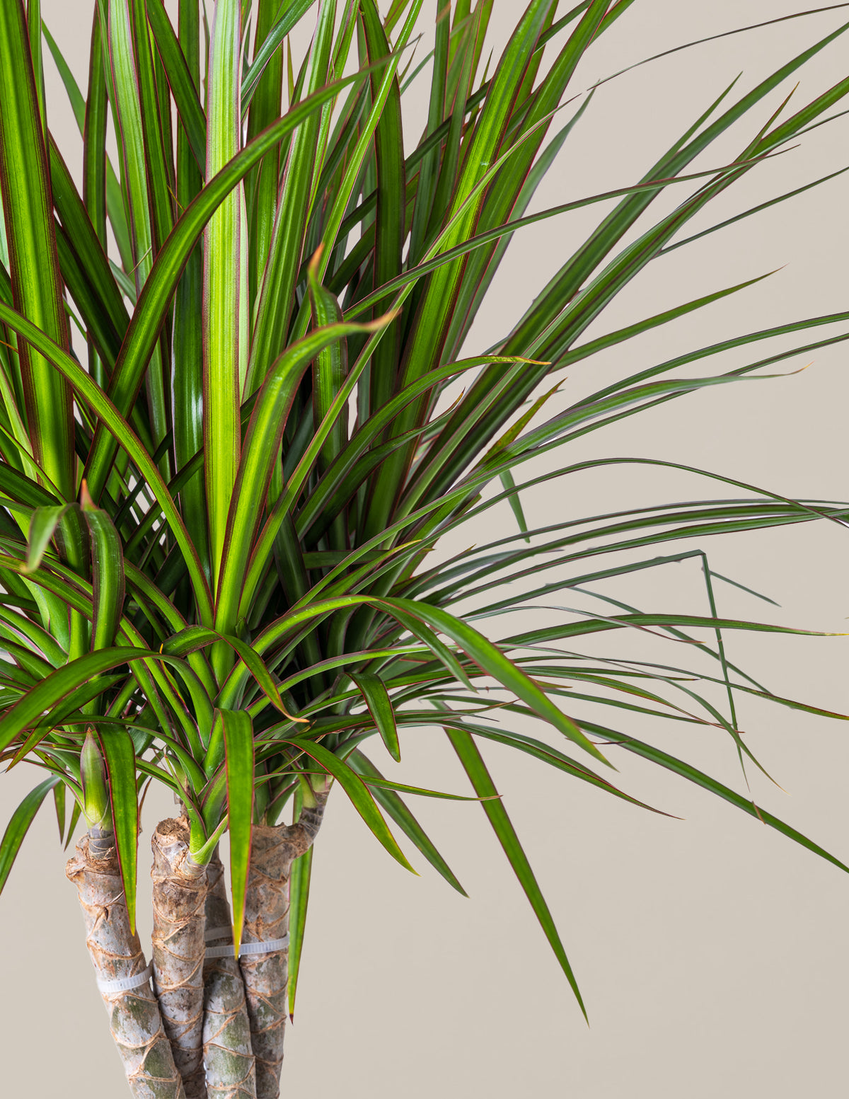 dracaena marginata braid Dracaena Marginata Braided | Large Houseplants for Delivery