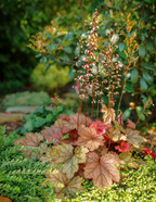Marmalade Heuchera