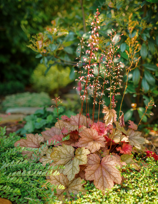 Marmalade Heuchera