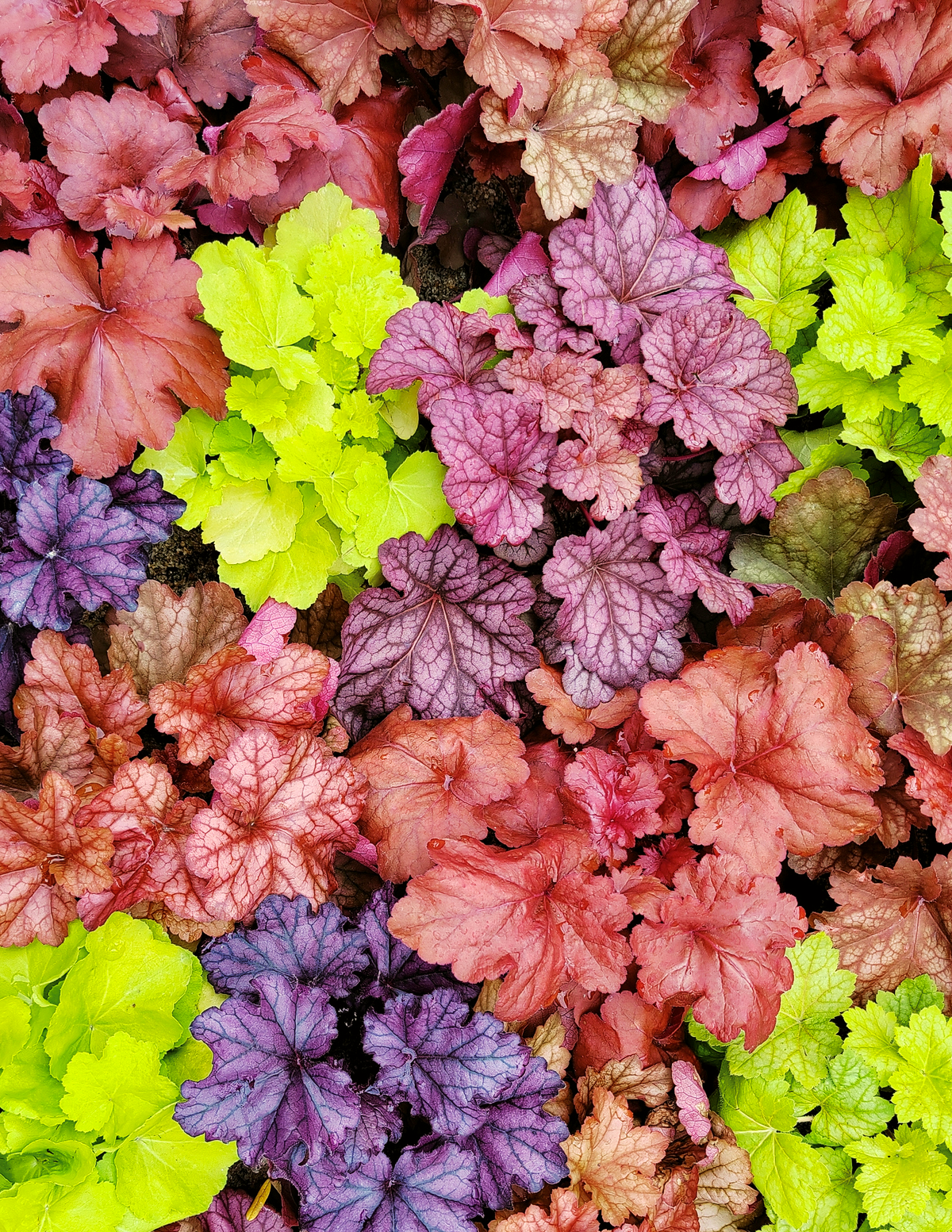 Marmalade Heuchera