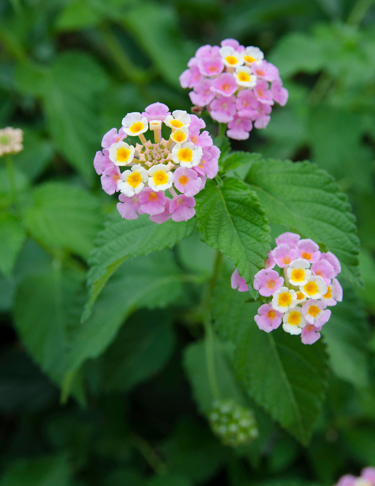 files/the-sill_Mary-Ann-Lantana_stock-image_1217811074.jpg