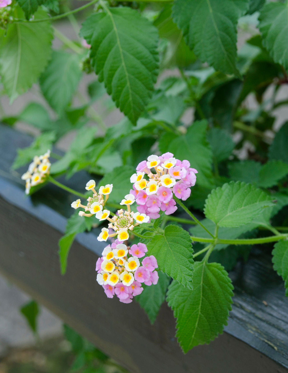 Mary Ann Lantana