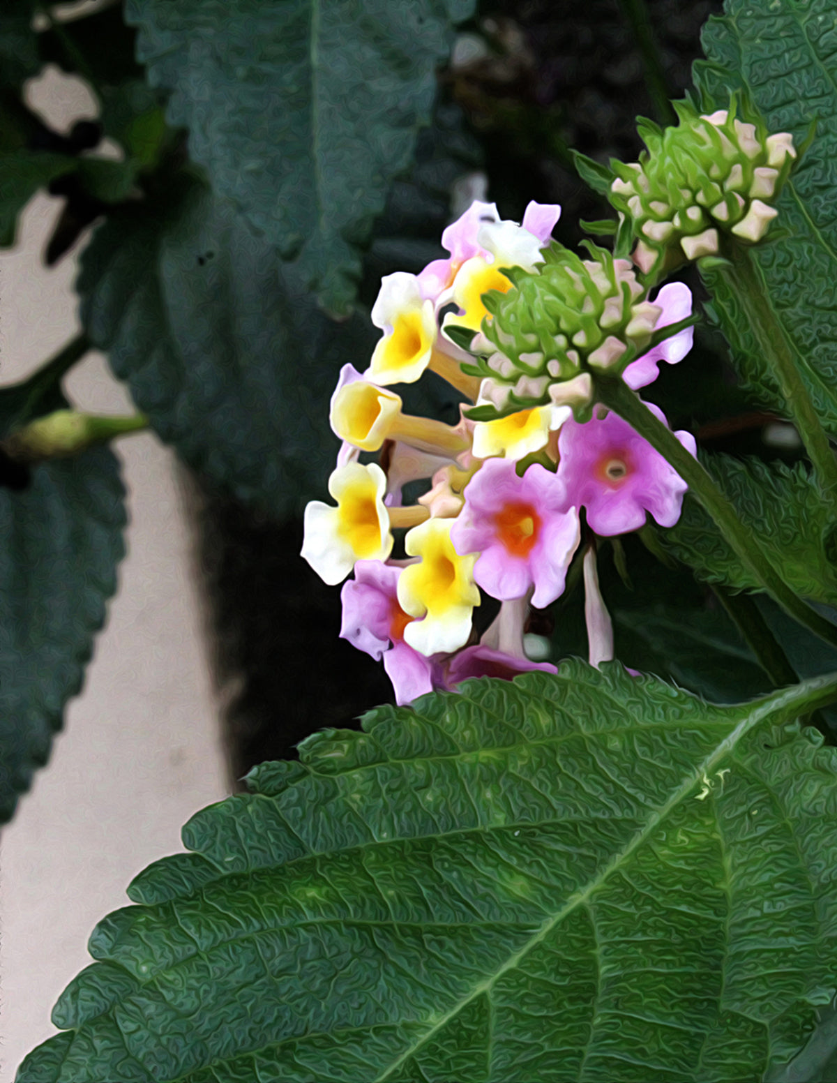 Mary Ann Lantana | The Sill