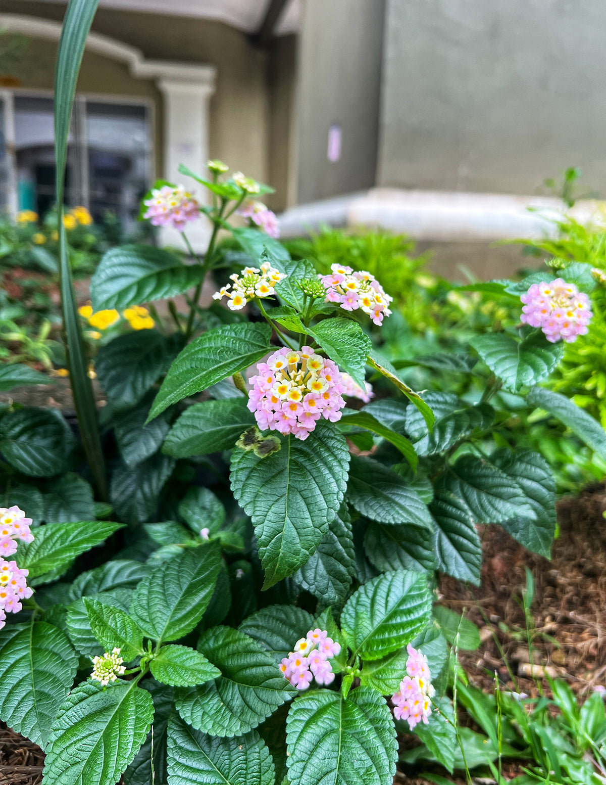 The Sill Mary Ann Lantana - Thumbnail 2