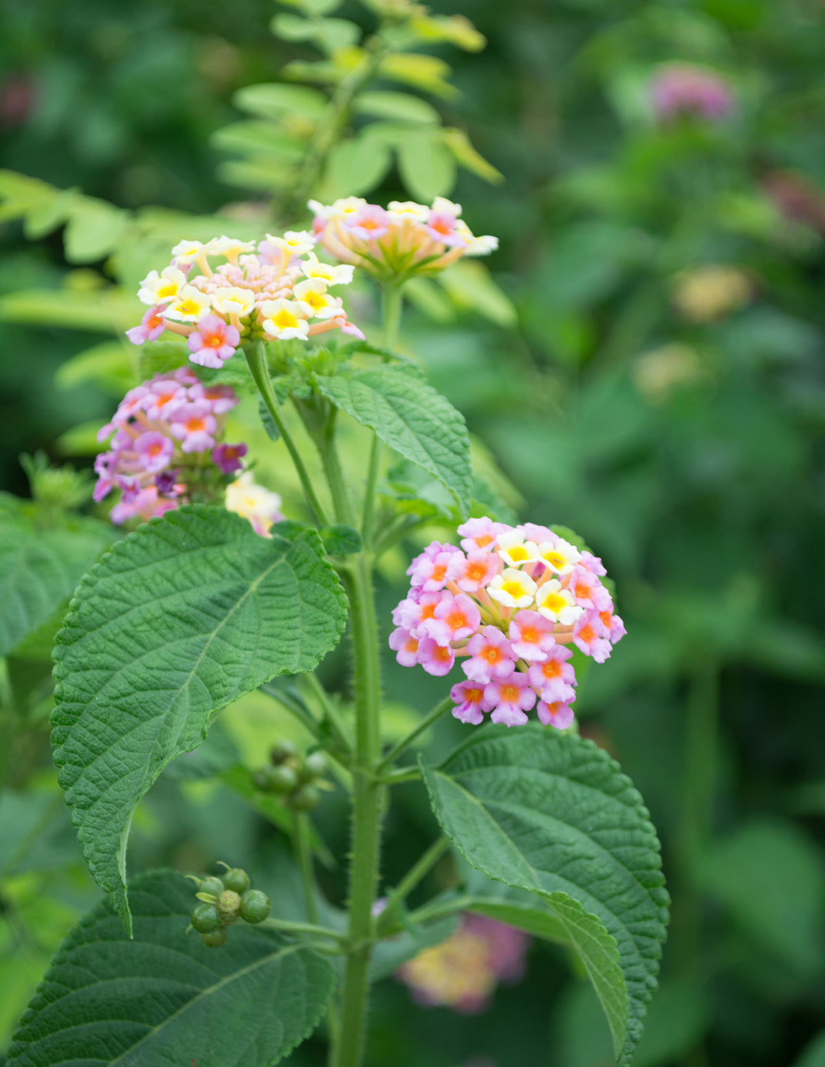 The Sill Mary Ann Lantana