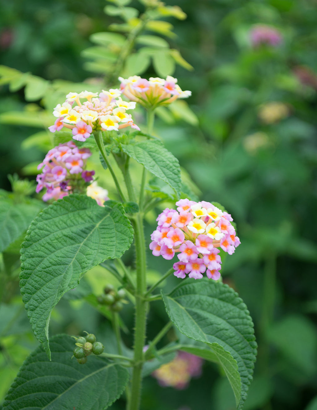 Mary Ann Lantana