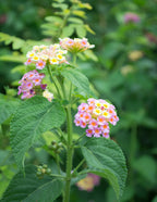 Mary Ann Lantana