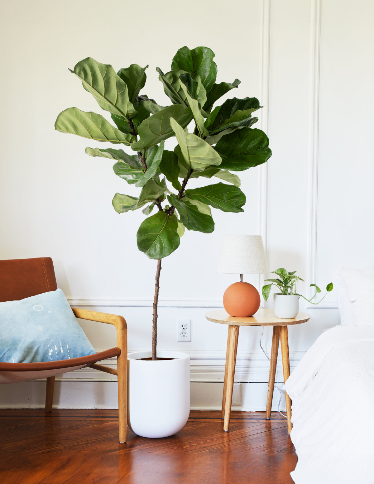Fiddle Leaf Fig