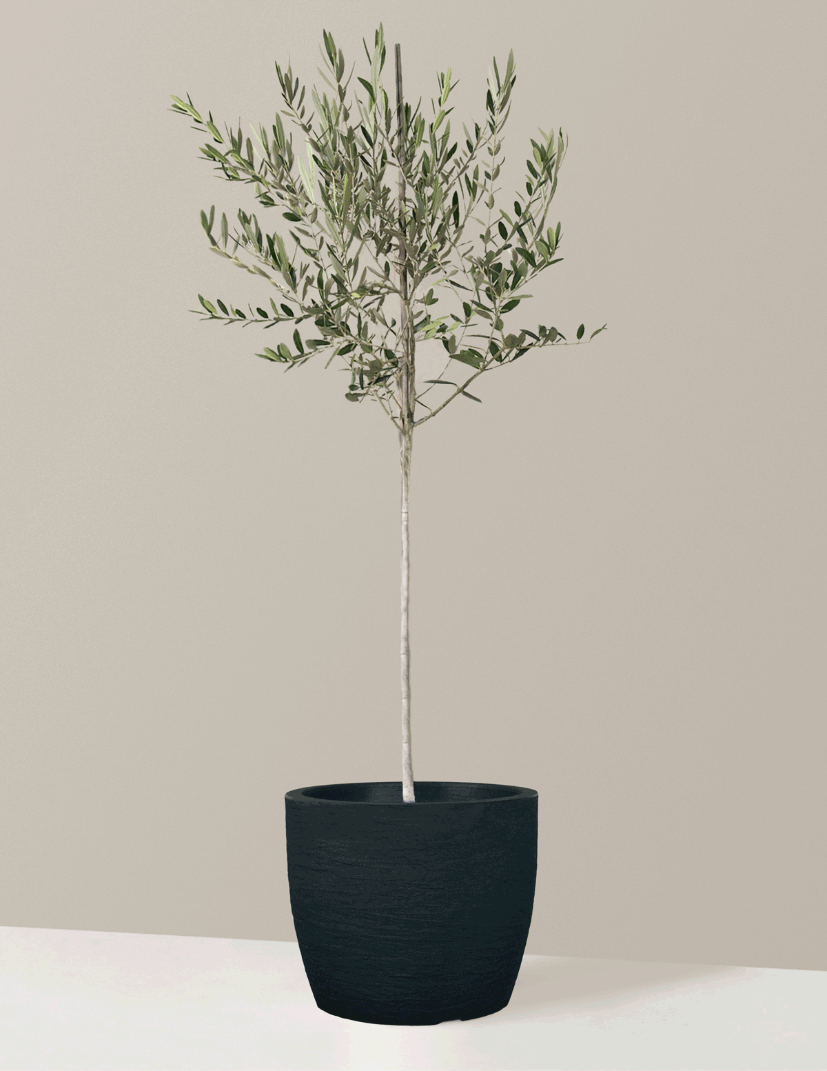 bundle | Extra Large | European | Lead