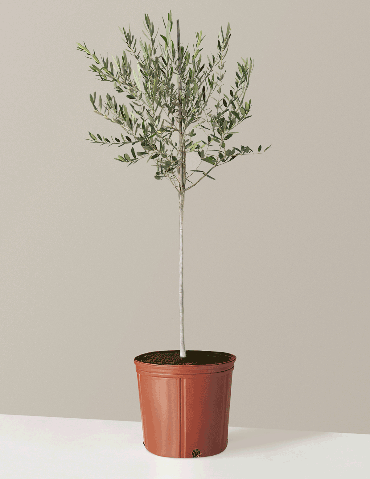 bundle | Extra Large | Grow Pot