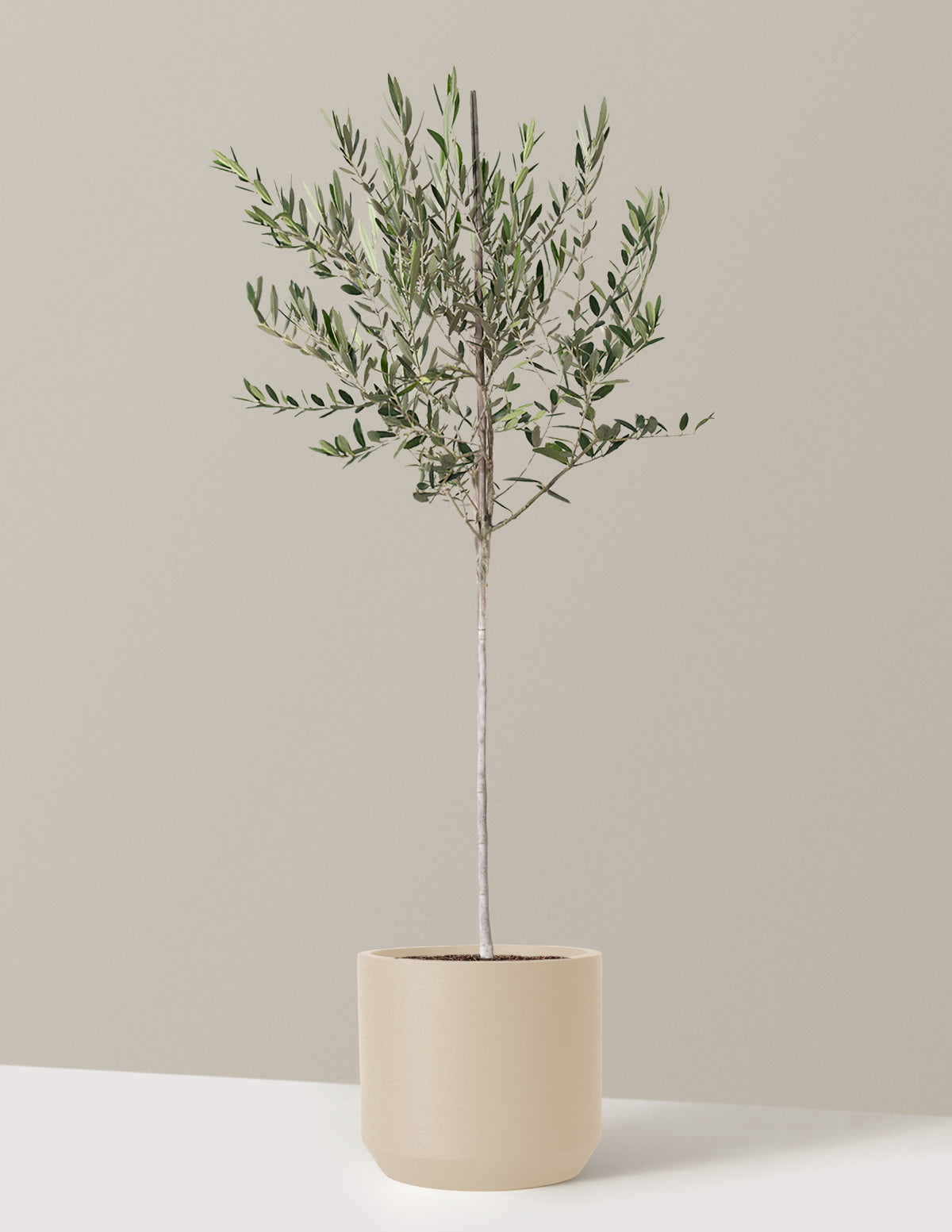 Olive Tree