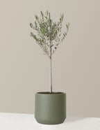 bundle | Extra Large | Mexia | Sage