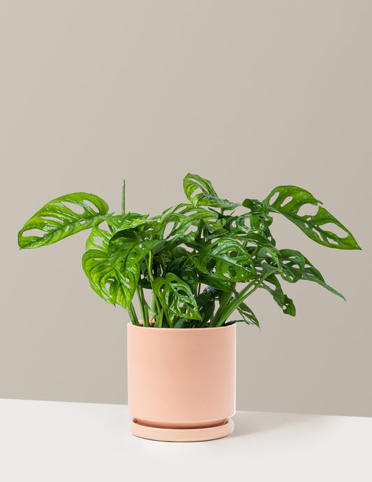 Monstera Adansonii
