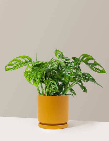 Monstera Adansonii