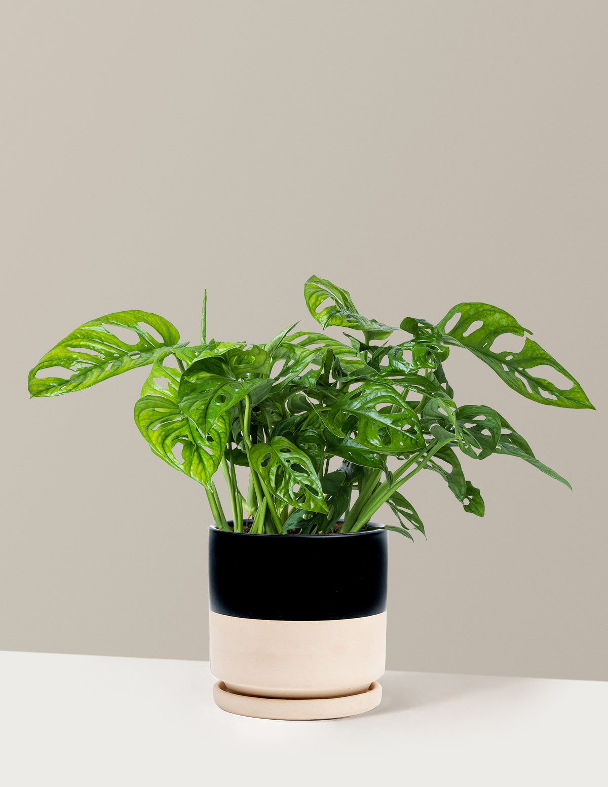 Monstera Adansonii