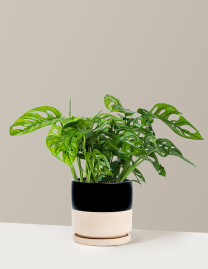 Monstera Adansonii