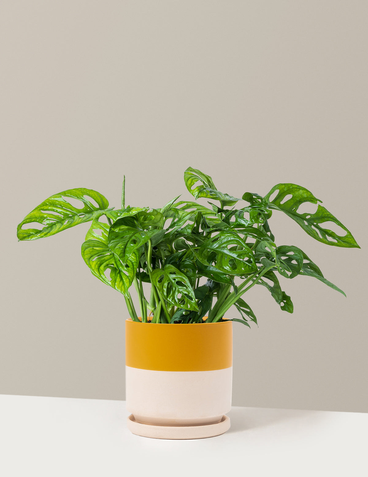 Monstera Adansonii